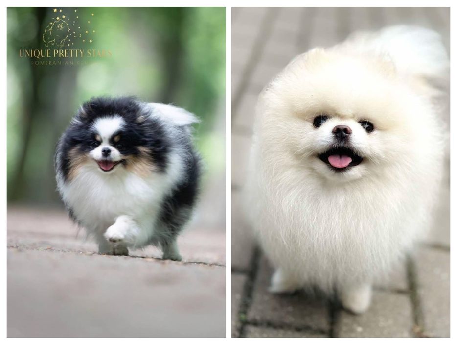 Pomeranian/szpic miniaturowy