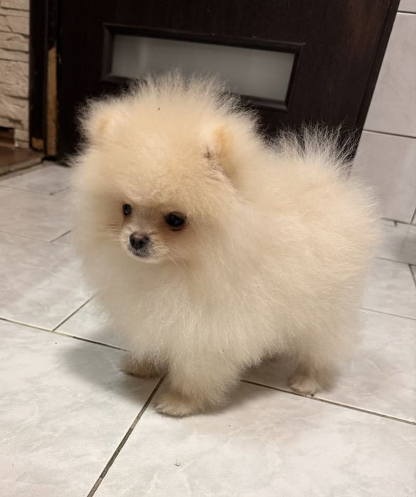 Szpic miniaturowy pomeranian mini piesek cream