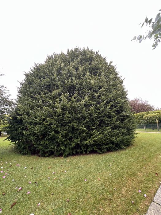 Jardinagem, limpeza de terrenos e corte de árvores