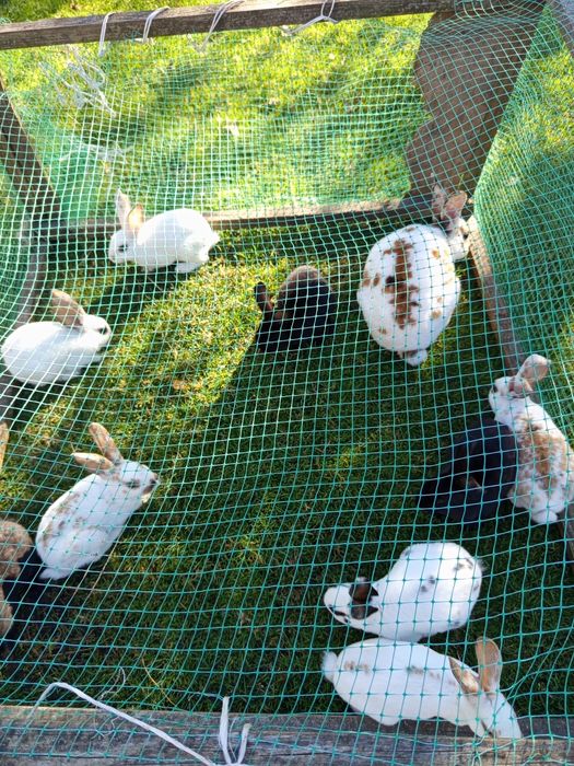 Продам кролів породи Рекс.