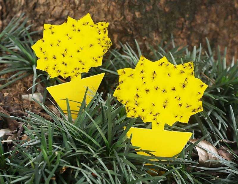 Armadilha mosca branca mosca de fruta insectos mosquitos NOVO