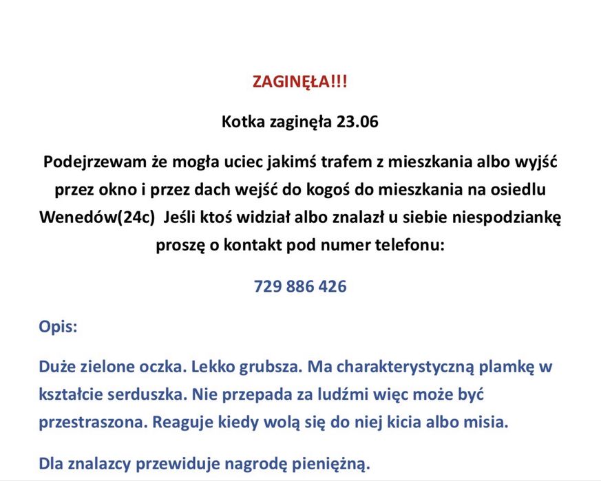 Poszukiwana kotka