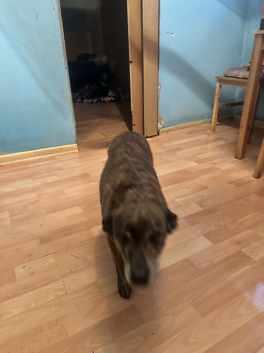 Oddam za darmo psy z powodu choroby wlascicielki