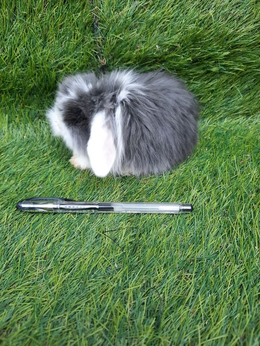 Coelhos anões várias raças(mini: loop/orelhudos, holandes/toy, angorá)