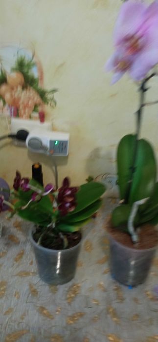 Продам   кімнатні рослини