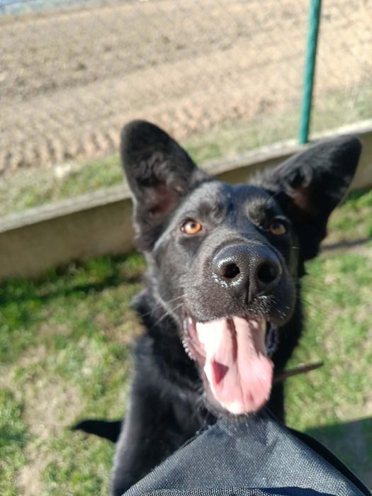 Choco  do adopcji