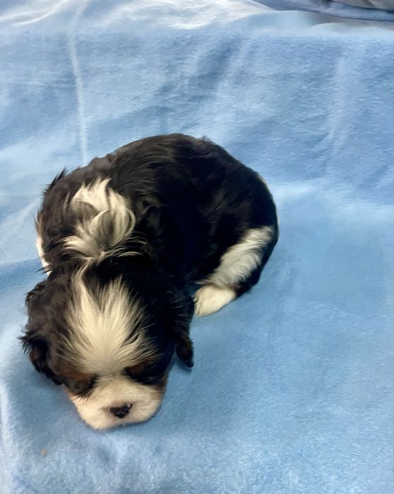 Cavalier Tricolor fantástico