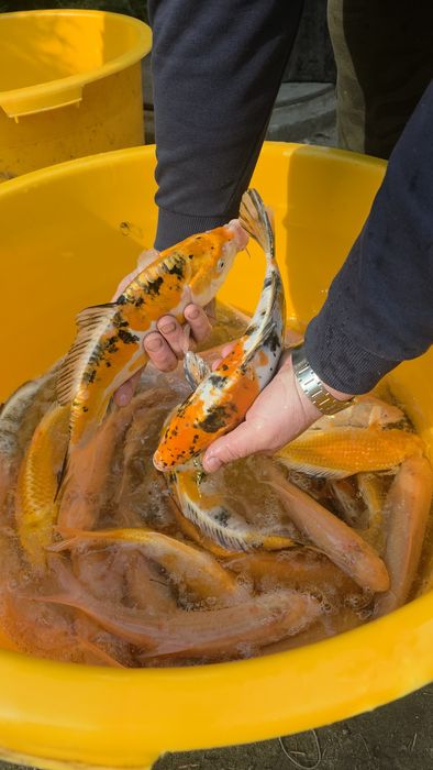 Pstrąg stawowy węgorz lin karp koi