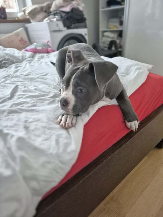 Piesek American Bully Pocket