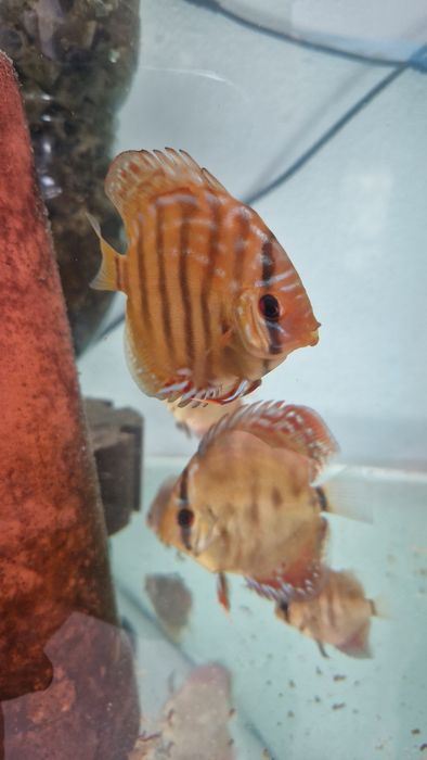 Pack 8 discus juvenis