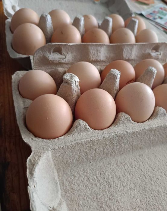 Świeże jajka wiejskie