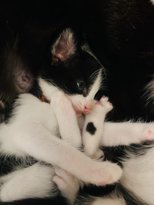 Quatros gatinhos