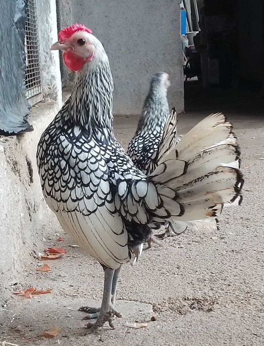 Casal sebright prata