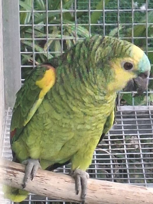 Amazona  Aestiva