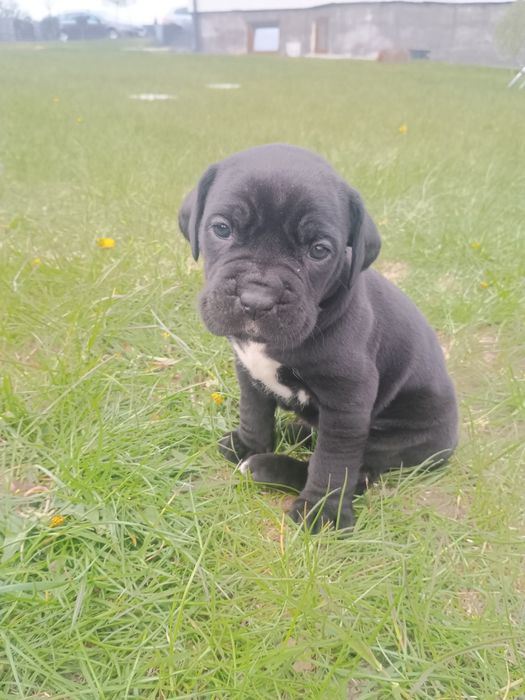 Cane Corso Pies szczeniak