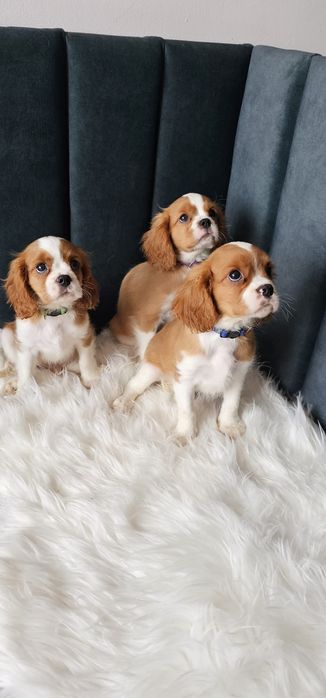 Cavalier King Charles spaniel