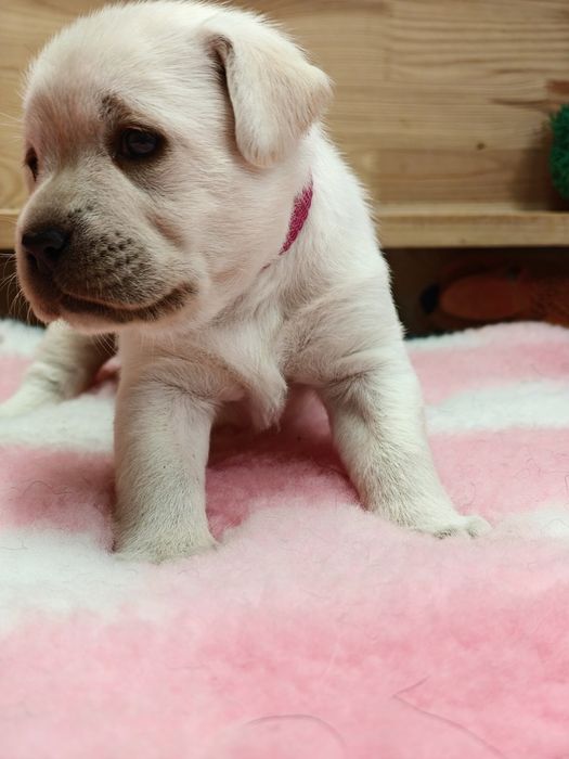 Labrador Retriever suczka