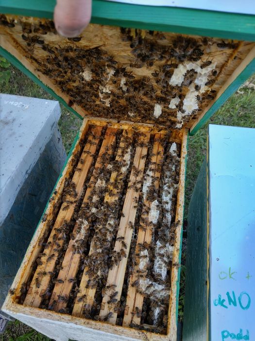 Odkłady pszczele wielkopolskie, 5 ramkowe