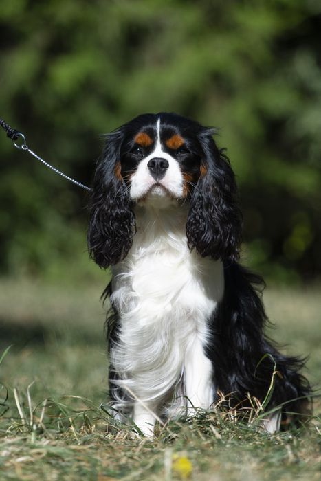 Вязка кавалер Кінг Чарльз спанієль триколор