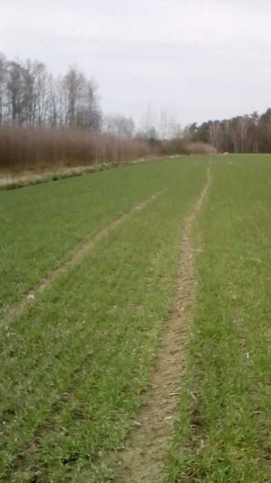 Sadzonki brzozy samosiejki bardzo ilość 0,5-4 m,  chętnie współpraca