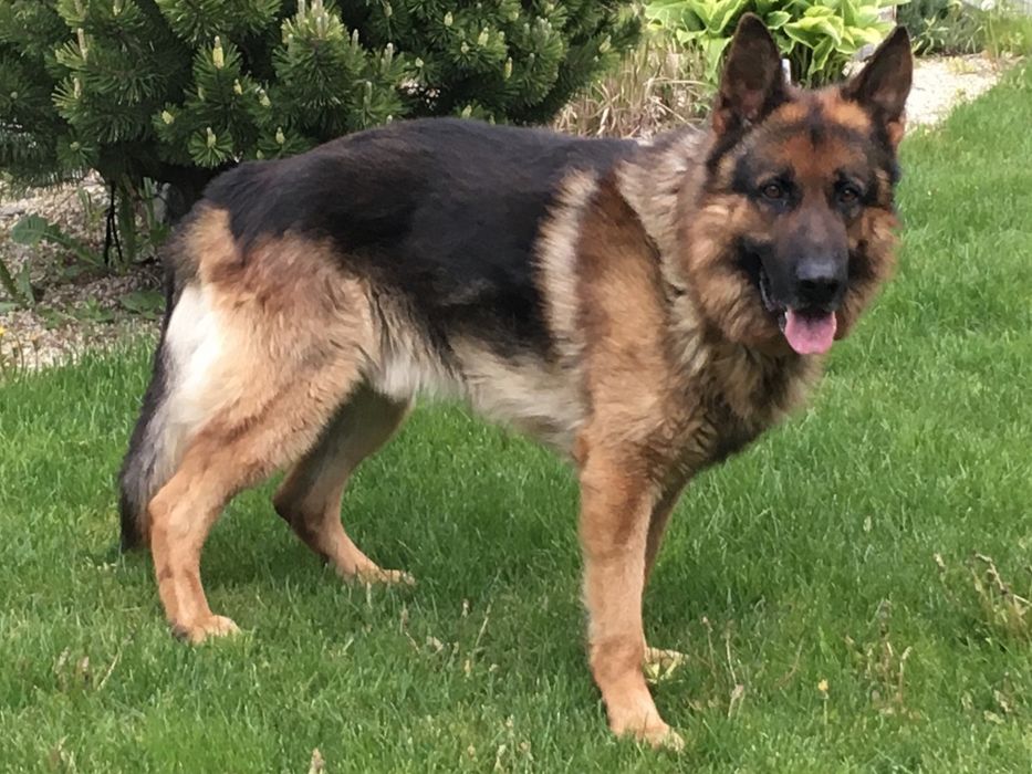 Кобель немецкой овчарки для вязки вязка собак Днепр: 1 000 грн. - В ...