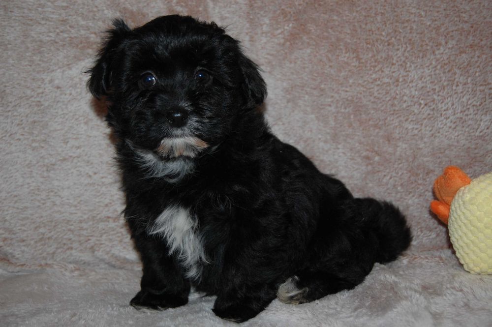 Hawańczyk śliczny  pieseky