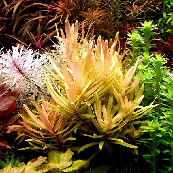 Ammania Pedicellata "Gold" - BSP_PLANTS