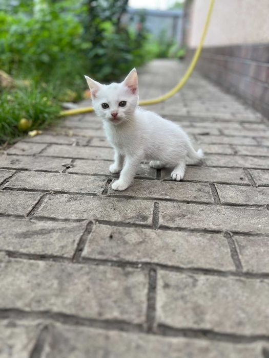 Віддам 2 котиків