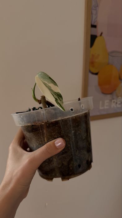 MONSTERA ALBO / монстера альба