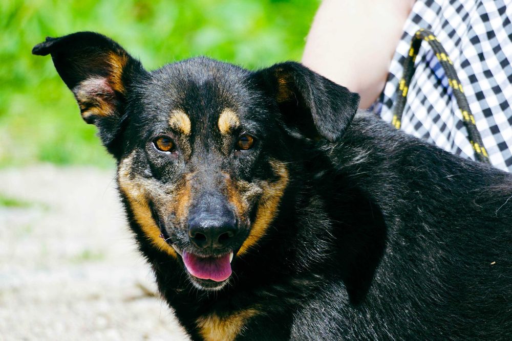 Dili - śliczna suczka szuka domu