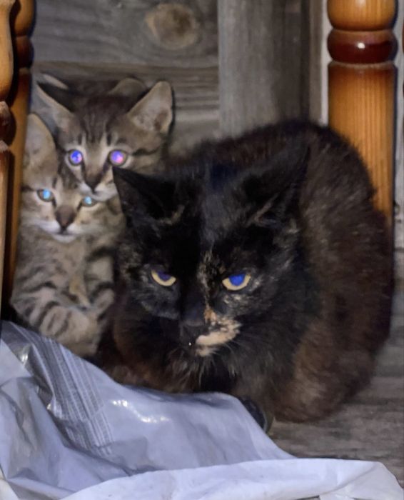 Кошенята шукають дім
