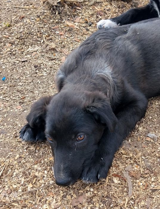 Віддам в добрі руки