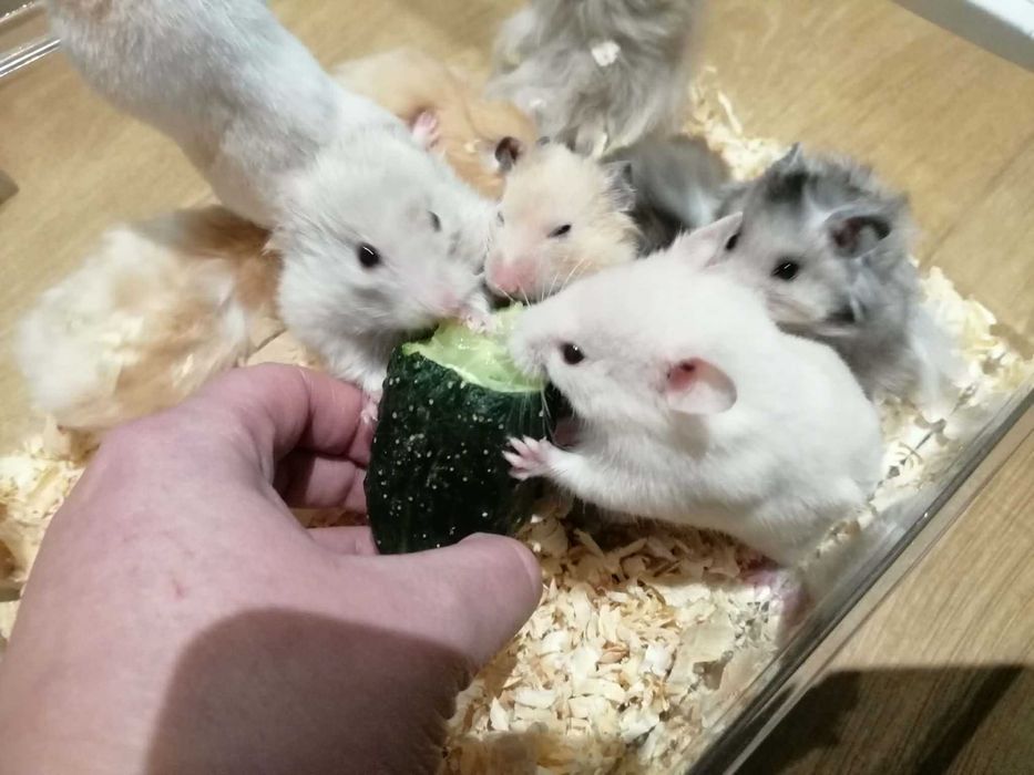 Chomik syryjski długowłosy oraz krotkowlosy