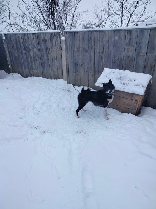 Руско-європейська лайка