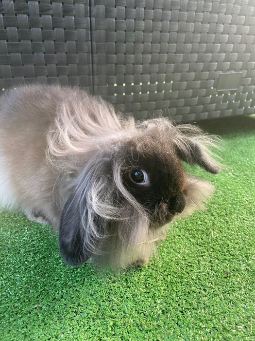 Coelhos anões leões