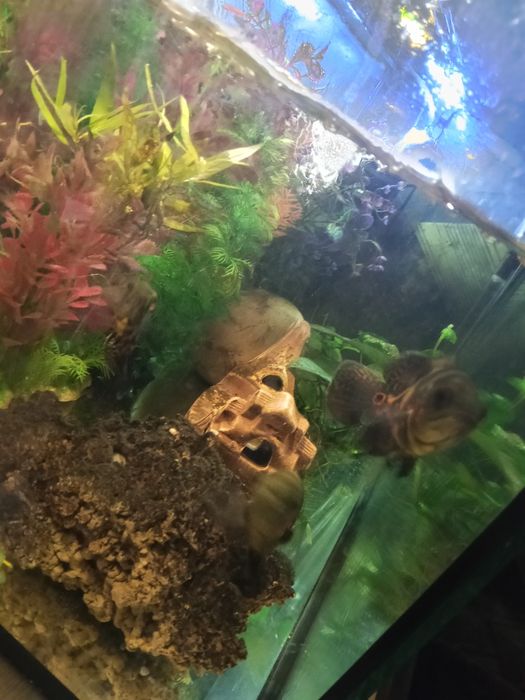 Pielęgnice pawiookie