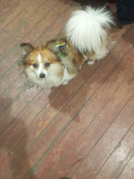 Метис ,мальчик полтора года , вязка