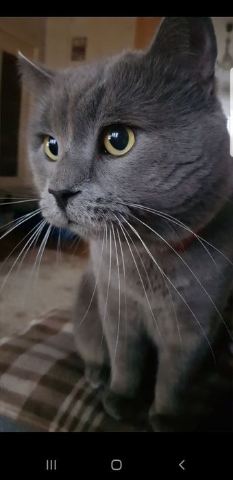 В'язка Британець