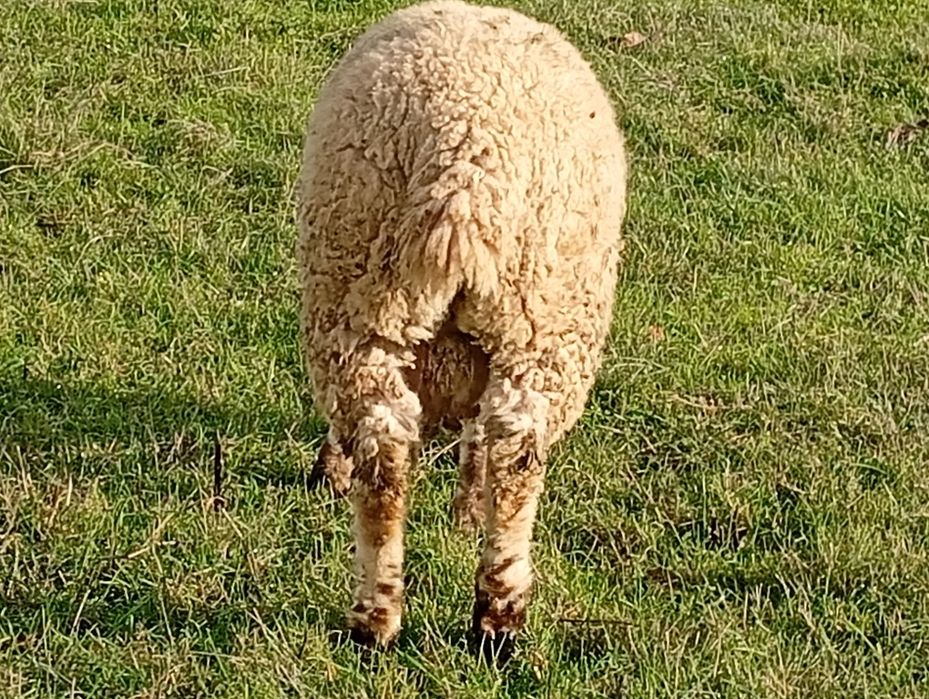 Disponível para venda dois borregos