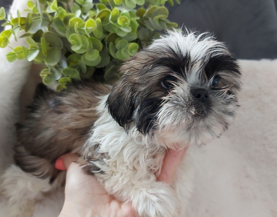 Śliczny piesek shih tzu
