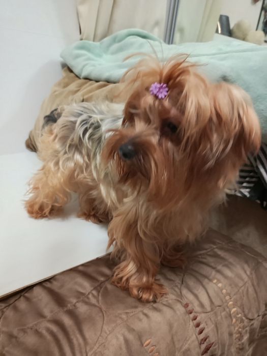 Красуня,міні Йоркширка в розведення.