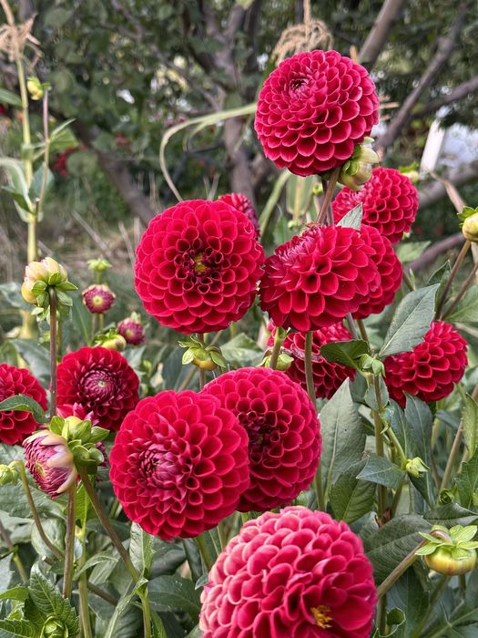 Жоржини помпонні Cherish, Tam Tam, Cornel Bronze, Rocco