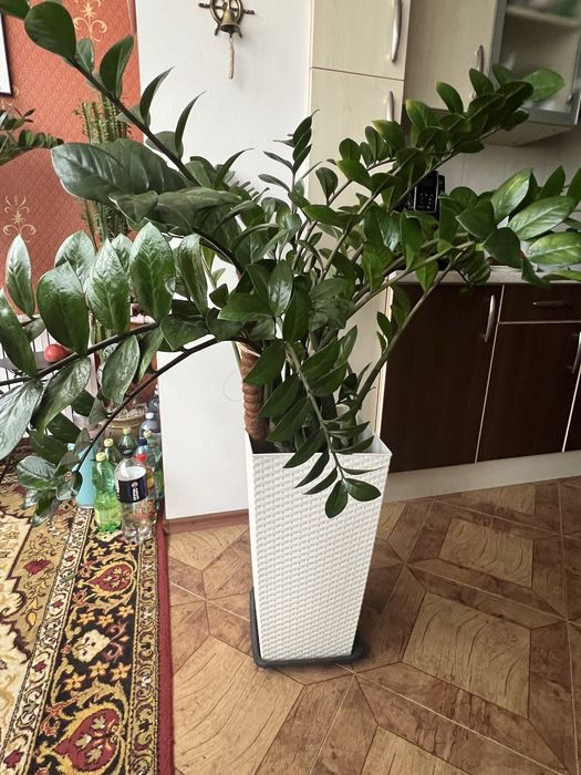 Заміокулькас (+вазон Lamela)