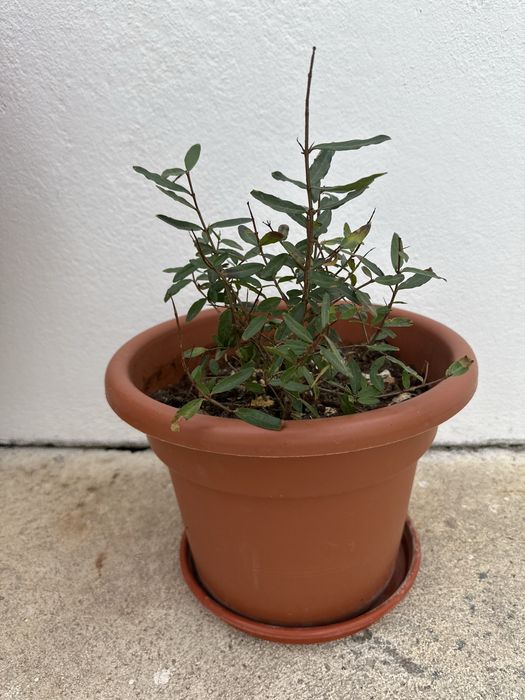 Muda de Romã Grande Vaso –