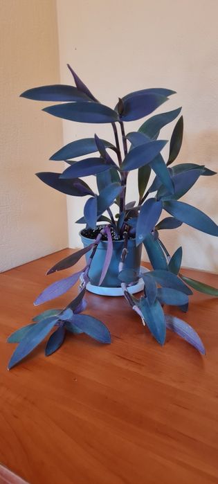 Duża gęsta mocna zdrowa trzykrotka purpurowa  + gratis