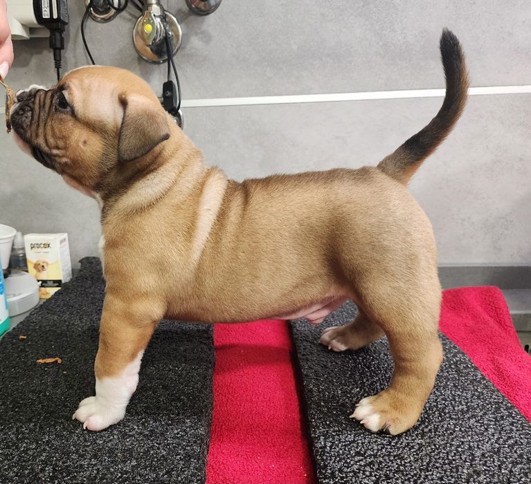 American Bully Pocket