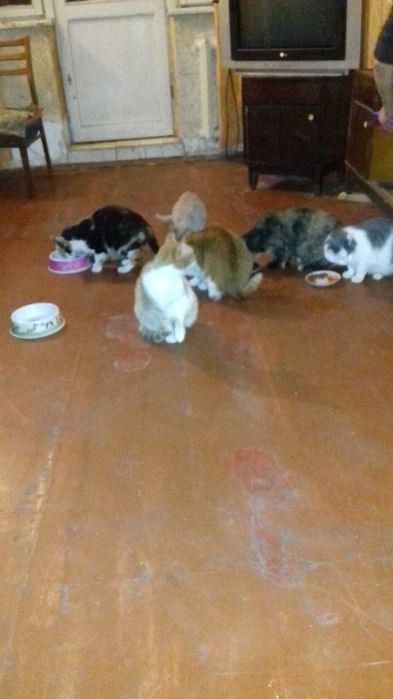 евакуація тварин з Харкова