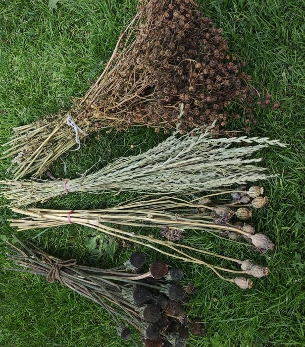 Suszone rośliny naturalne eco Boho