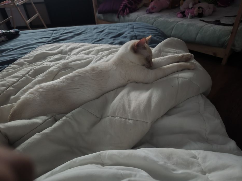 Gatinho 1 ano para adoção responsável