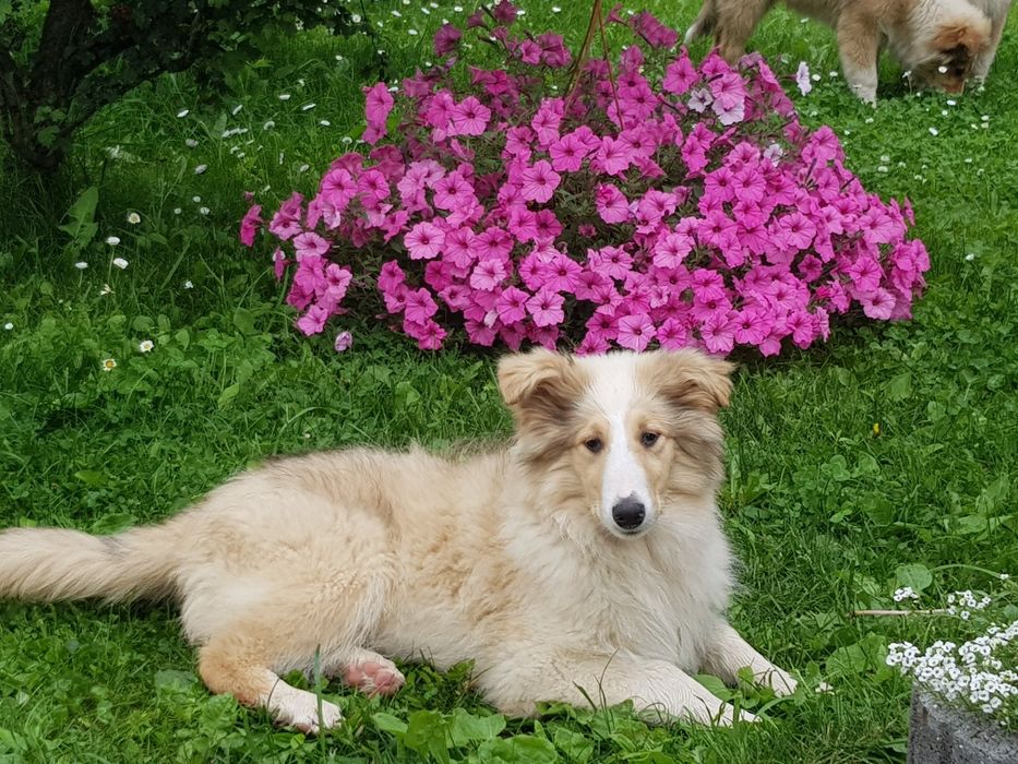Owczarek szkocki collie
